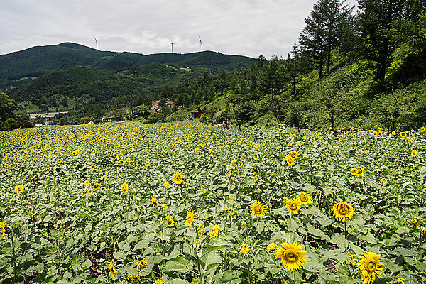 포토 JPG 나무 해바라기 산 한국 사람없음 아웃포커스 강원도 꽃축제 태백 국내포토 식물 꽃 아시아 촬영기법 축제 파일형식