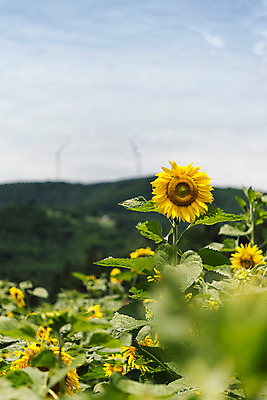 포토 JPG 하늘 해바라기 한국 사람없음 아웃포커스 강원도 꽃축제 태백 국내포토 꽃 아시아 촬영기법 축제 파일형식