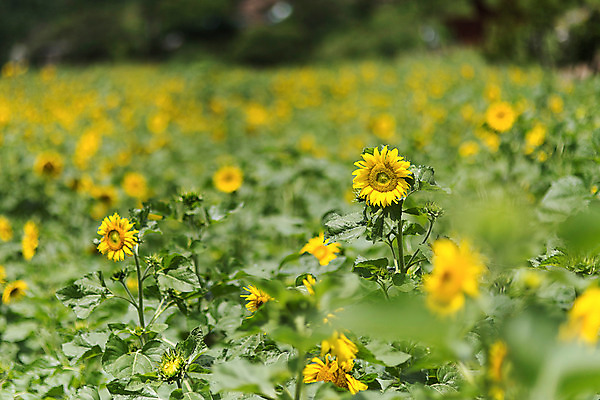 포토 JPG 해바라기 한국 사람없음 아웃포커스 강원도 꽃축제 태백 국내포토 꽃 아시아 촬영기법 축제 파일형식