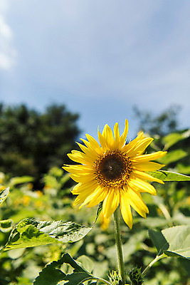 포토 JPG 하늘 해바라기 한국 사람없음 아웃포커스 강원도 꽃축제 태백 국내포토 꽃 아시아 촬영기법 축제 파일형식
