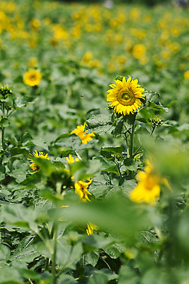 포토 JPG 해바라기 한국 사람없음 아웃포커스 강원도 꽃축제 태백 국내포토 꽃 아시아 촬영기법 축제 파일형식