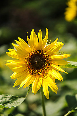 포토 JPG 한송이 해바라기 한국 사람없음 아웃포커스 강원도 꽃축제 태백 국내포토 1 꽃 아시아 촬영기법 축제 송이 파일형식