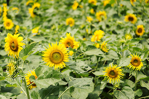 포토 JPG 해바라기 한국 사람없음 아웃포커스 강원도 꽃축제 태백 국내포토 꽃 아시아 촬영기법 축제 파일형식