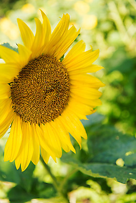 포토 JPG 해바라기 한국 사람없음 아웃포커스 강원도 꽃축제 태백 국내포토 꽃 아시아 촬영기법 축제 파일형식