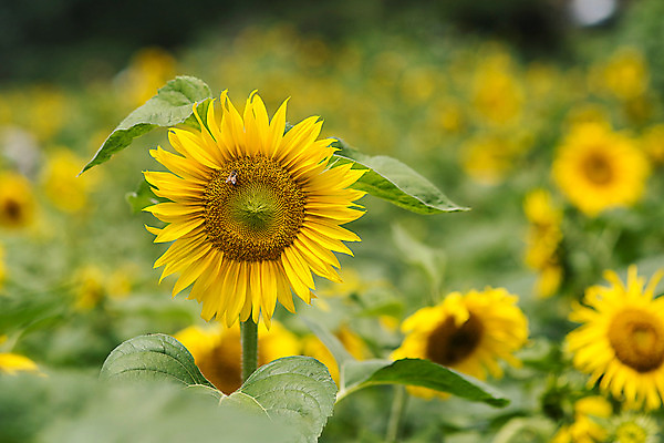 포토 JPG 해바라기 한국 사람없음 아웃포커스 강원도 꽃축제 태백 국내포토 꽃 아시아 촬영기법 축제 파일형식