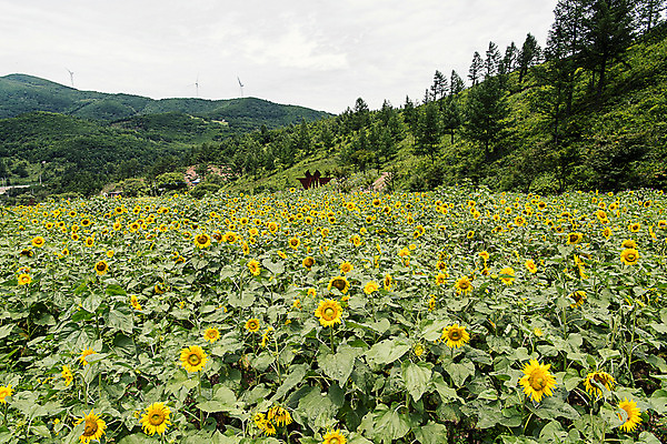 포토 JPG 나무 해바라기 산 한국 사람없음 아웃포커스 강원도 꽃축제 태백 국내포토 식물 꽃 아시아 촬영기법 축제 파일형식