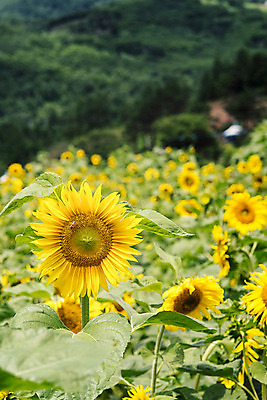 포토 JPG 해바라기 산 한국 사람없음 아웃포커스 강원도 꽃축제 태백 국내포토 꽃 아시아 촬영기법 축제 파일형식