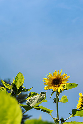 포토 JPG 하늘 해바라기 한국 사람없음 아웃포커스 강원도 꽃축제 태백 국내포토 꽃 아시아 촬영기법 축제 파일형식