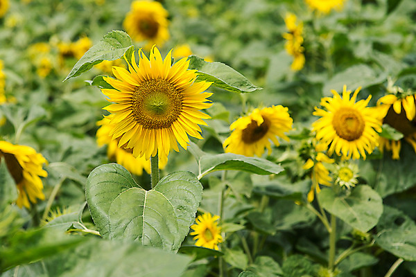 포토 JPG 해바라기 한국 사람없음 아웃포커스 강원도 꽃축제 태백 국내포토 꽃 아시아 촬영기법 축제 파일형식