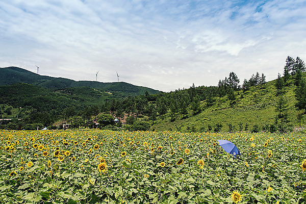 포토 JPG 나무 우산 하늘 해바라기 산 한국 사람없음 강원도 꽃축제 태백 국내포토 식물 꽃 아시아 축제 파일형식