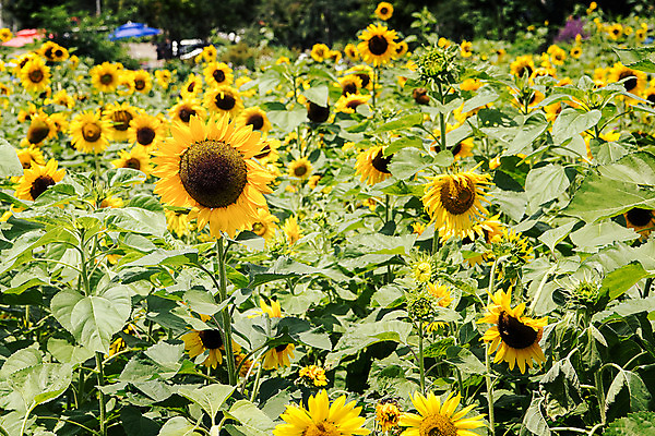 포토 JPG 해바라기 한국 사람없음 아웃포커스 강원도 꽃축제 태백 국내포토 꽃 아시아 촬영기법 축제 파일형식