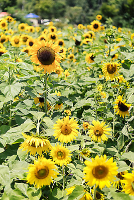 포토 JPG 해바라기 한국 사람없음 아웃포커스 강원도 꽃축제 태백 국내포토 꽃 아시아 촬영기법 축제 파일형식