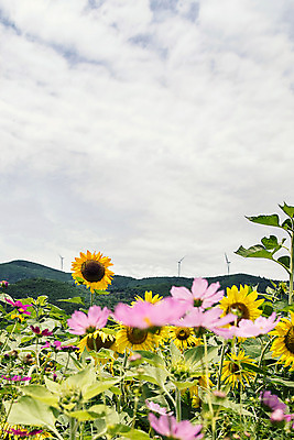 포토 JPG 하늘 해바라기 산 한국 사람없음 아웃포커스 코스모스 강원도 꽃축제 태백 국내포토 꽃 아시아 촬영기법 축제 파일형식