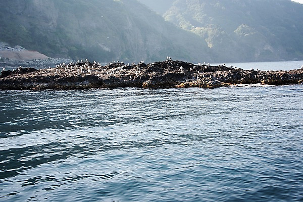 포토 JPG 주간 바다 섬 여러마리 갈매기 한국 풍경 사람없음 야외 울릉도 동해 국내포토 자연요소 아시아 다수 조류 경상북도 파일형식