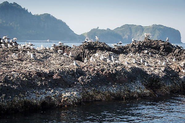포토 JPG 주간 바다 섬 여러마리 갈매기 한국 풍경 사람없음 야외 울릉도 동해 국내포토 자연요소 아시아 다수 조류 경상북도 파일형식
