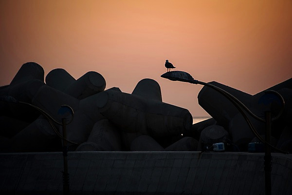 포토 JPG 주간 한마리 섬 가로등 갈매기 한국 풍경 사람없음 야외 노을 방파제 울릉도 국내포토 자연요소 1 공공시설 아시아 조류 경상북도 파일형식