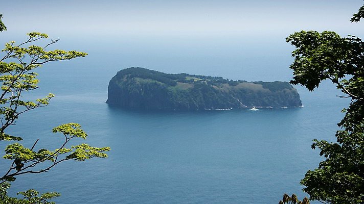포토 JPG 주간 나무 바다 섬 한국 풍경 사람없음 야외 울릉도 동해 국내포토 자연요소 식물 아시아 경상북도 파일형식