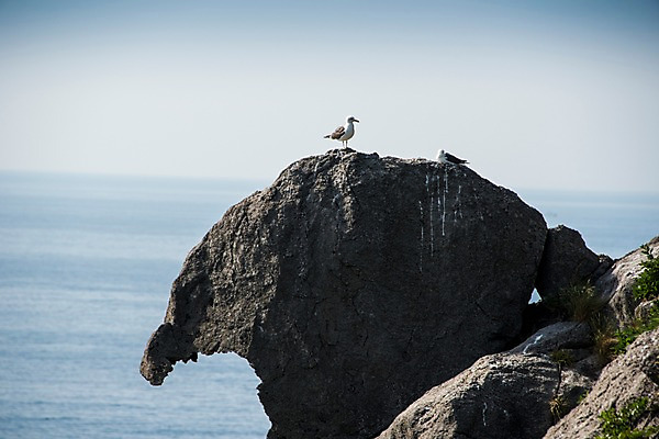 포토 JPG 주간 바다 섬 두마리 갈매기 한국 풍경 사람없음 야외 바위 울릉도 동해 공암 국내포토 자연요소 아시아 2 조류 암석 돌_바위 경상북도 파일형식