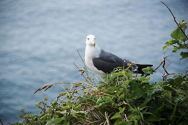 포토 JPG 주간 한마리 바다 섬 갈매기 한국 풍경 사람없음 야외 아웃포커스 울릉도 동해 국내포토 자연요소 1 아시아 조류 촬영기법 경상북도 파일형식
