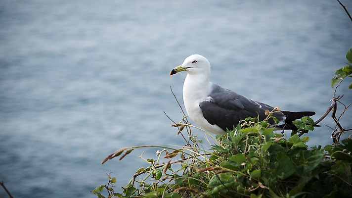 포토 JPG 주간 나무 한마리 바다 섬 갈매기 한국 풍경 사람없음 야외 아웃포커스 울릉도 동해 국내포토 자연요소 식물 1 아시아 조류 촬영기법 경상북도 파일형식