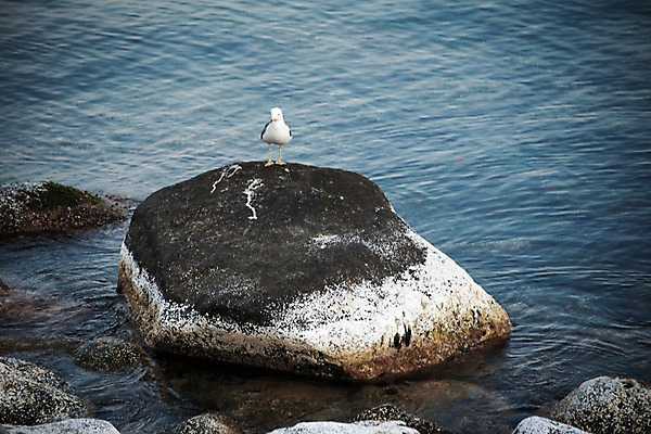 포토 JPG 주간 한마리 바다 섬 갈매기 한국 풍경 사람없음 야외 바위 울릉도 동해 국내포토 자연요소 1 아시아 조류 돌_바위 경상북도 파일형식