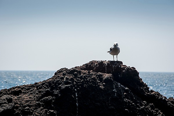 포토 JPG 주간 한마리 바다 섬 갈매기 한국 풍경 사람없음 야외 바위 울릉도 동해 국내포토 자연요소 1 아시아 조류 돌_바위 경상북도 파일형식
