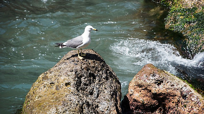 포토 JPG 주간 한마리 바다 섬 갈매기 한국 풍경 사람없음 야외 바위 울릉도 동해 국내포토 자연요소 1 아시아 조류 돌_바위 경상북도 파일형식