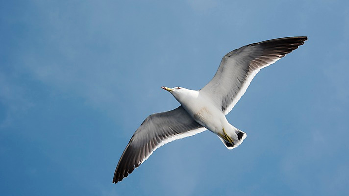포토 JPG 주간 한마리 갈매기 하늘 한국 사람없음 야외 울릉도 국내포토 자연요소 1 아시아 섬 조류 경상북도 파일형식