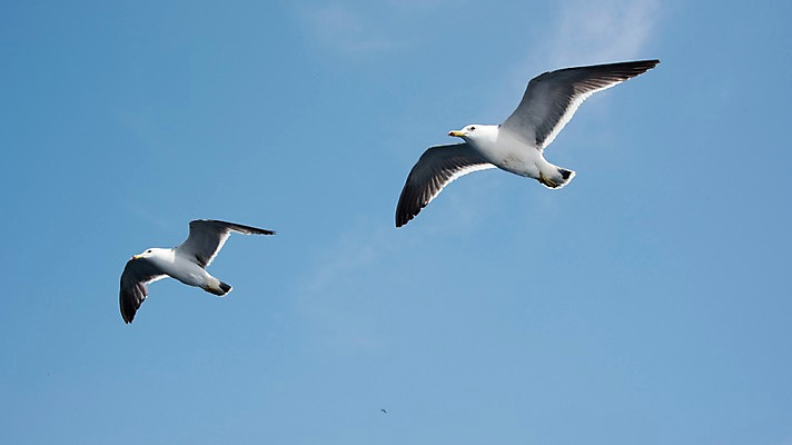 포토 JPG 주간 두마리 갈매기 하늘 한국 사람없음 야외 울릉도 국내포토 자연요소 아시아 섬 2 조류 경상북도 파일형식