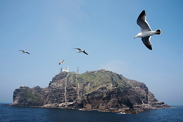 포토 JPG 주간 바다 섬 여러마리 갈매기 한국 풍경 사람없음 야외 울릉도 동해 국내포토 자연요소 아시아 다수 조류 경상북도 파일형식