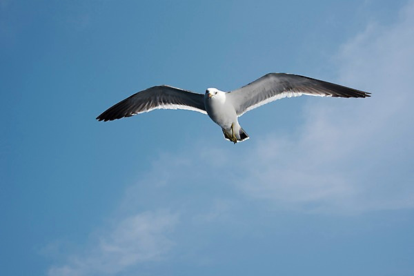 포토 JPG 주간 한마리 갈매기 하늘 한국 사람없음 야외 울릉도 국내포토 자연요소 1 아시아 섬 조류 경상북도 파일형식