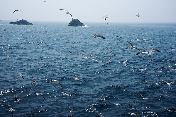 포토 JPG 주간 바다 섬 여러마리 갈매기 한국 풍경 사람없음 야외 울릉도 동해 국내포토 자연요소 아시아 다수 조류 경상북도 파일형식