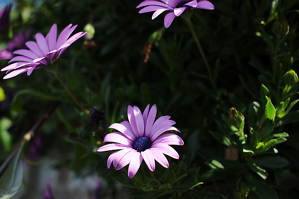포토 JPG 해외이미지 식물 계절 꽃잎 꽃 꽃다발 백그라운드 꽃무늬 패턴 밭 자연 사람없음 야외 초록색 컬러풀 정원 보라색 봄 들꽃 성장 벚꽃 흰색 시골 신선 수분 제비꽃 묘사 질감 데이지 꽃가루 내추럴 세련 해외202004 해외포토 컬러 무늬 농업 가루 생태계 파일형식 이미지허브