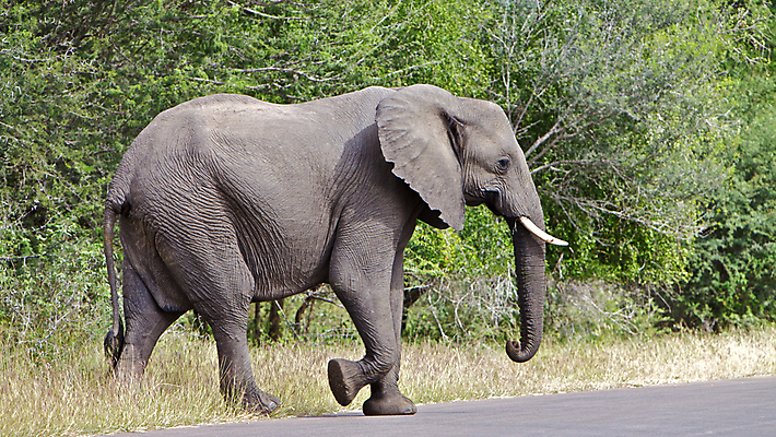 포토 JPG 해외이미지 동물 공원 도로 여유 야생동물 여행 포유류 아프리카 자연 코끼리 풍경 사람없음 걷기 힘 회색 운전 황무지 지프 사파리 상아 남쪽 전국 해외202004 해외포토 공공시설 감정 나라 길 컬러 교통시설 모션 승용차 방향 생태계 파일형식 이미지허브