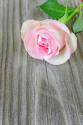 포토 JPG 해외이미지 1 기념일 꽃잎 꽃 분홍색 결혼 백그라운드 잎 자연 날씨 휴가 선물 사랑 사람없음 목재 세로 초록색 장미 머리 회색 축하 신선 싱글 시들음 옛날 전경 해외202004 해외포토 나무 식물 감정 컬러 컨셉 재료 풍경 이벤트 신체부위 생태계 파일형식 탑뷰 이미지허브