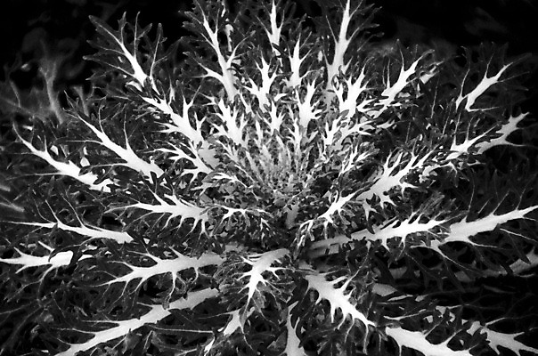 포토 JPG 해외이미지 모양 식물 디자인 계절 꽃 음식 백그라운드 잎 패턴 채소 자연 사람없음 야외 장식 초록색 정원 성장 가을 흰색 개화 질감 양배추 해외202004 해외포토 컬러 무늬 생태계 파일형식 이미지허브