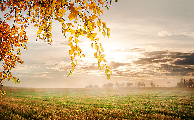 포토 JPG 해외이미지 주간 구름 단풍 자연 하늘 초원 사람없음 야외 햇빛 가을풍경 가을 해외202004 해외포토 자연요소 계절 잎 풍경 태양 생태계 파일형식 가을_계절 이미지허브