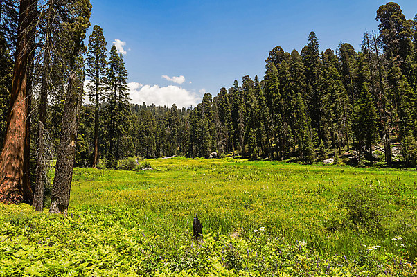 포토 JPG 해외이미지 나무 식물 공원 자연 국립공원 풍경 사람없음 야외 목재 초록색 여름 미국 나뭇가지 숲 초승달 캘리포니아 내추럴 전국 해외202004 해외포토 계절 공공시설 컬러 북아메리카 재료 달 생태계 파일형식 이미지허브