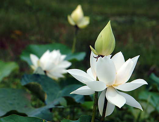 포토 JPG 해외이미지 식물 꽃 호수 백그라운드 잎 꽃무늬 자연 사람없음 야외 초록색 놀람 벚꽃 흰색 연못 신선 장롱 개화 닫기 순수 만족 심플 베트남 내추럴 해외202004 해외포토 감정 컬러 가구 컨셉 무늬 모션 표정 동남아시아 생태계 파일형식 이미지허브