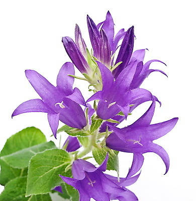 포토 JPG 해외이미지 식물 계절 꽃 줄기 백그라운드 잎 새로움 사람없음 파란색 정원 보라색 봄 성장 벚꽃 흰색 신선 오픈 개화 싱글 부드러움 고립 취급주의 해외202004 해외포토 컬러 컨셉 경고 감각 파일형식 이미지허브