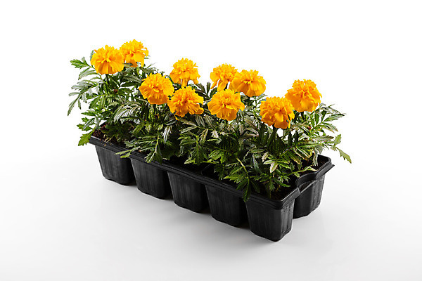 포토 JPG 해외이미지 식물 꽃 백그라운드 오렌지 사람없음 장식 상자 노란색 정원 봄 흰색 카세트테이프 그룹 컨테이너 원예 고립 모종 해외202004 해외포토 계절 산업 컬러 과일 취미 파일형식 이미지허브