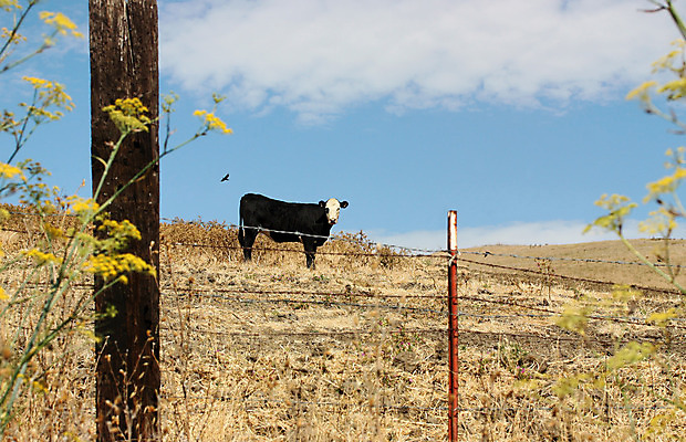 포토 JPG 해외이미지 동물 구름 여자 음식 밭 농업 포유류 자연 하늘 서기 풍경 사람없음 야외 초록색 여름 파란색 울타리 농장 농경지 검은색 가축 목장 우유 시골 소 군중 방목 땅 호기심 싱글 장면 고립 밭일 찰과상 혼자 목가 해외202004 해외포토 자연요소 계절 감정 산업 컬러 컨셉 모션 유제품 사람 담장 축산업 상처 생태계 파일형식 이미지허브