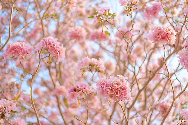 포토 JPG 해외이미지 나무 식물 계절 공원 꽃잎 꽃 분홍색 백그라운드 잎 꽃무늬 자연 하늘 아침 풍경 잔디 사람없음 장식 초록색 여름 컬러풀 햇빛 환경 정원 꿈 벚꽃 나뭇가지 시골 신선 개화 달콤 방법 줄서기 해외202004 해외포토 주간 공공시설 컬러 무늬 모션 태양 맛 생태계 파일형식 이미지허브