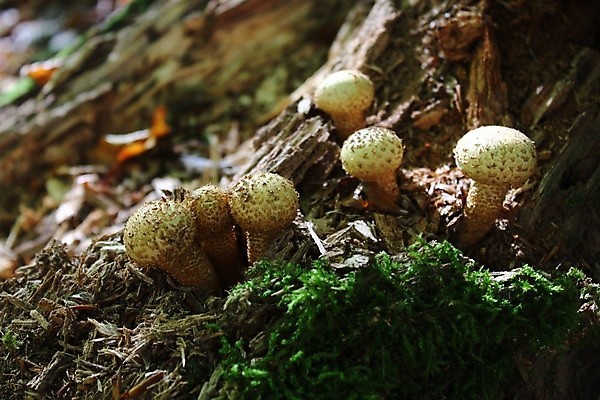 포토 JPG 해외이미지 나무 단풍 자연 사람없음 버섯 가을 숲 내추럴 해외202004 해외포토 식물 계절 잎 생태계 파일형식 이미지허브