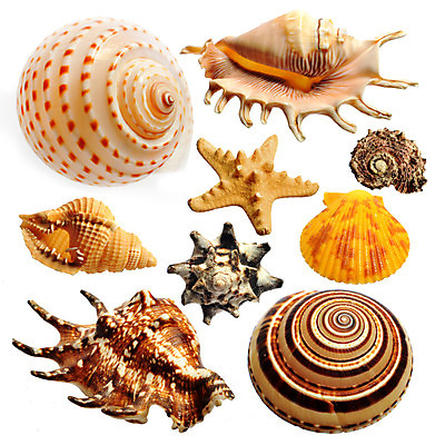 포토 JPG 해외이미지 디자인 별 모래 파도 바다 백그라운드 컨셉 패턴 곡선 자연 휴가 조개 미술 사람없음 야외 여름 컬러풀 환경 껍질 선택 수집 배열 묘사 질감 모음 내추럴 고립 생태학 이국적 파라다이스 많음 해외202004 해외포토 자연요소 계절 교육 선 컬러 무늬 문화예술 어패류 생태계 파일형식 이미지허브