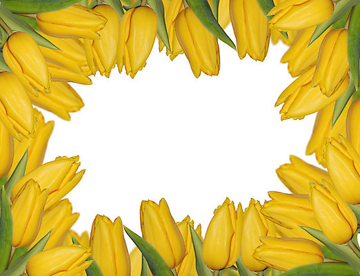 포토 JPG 해외이미지 식물 계절 꽃잎 꽃 줄기 백그라운드 꽃무늬 농업 전구 자연 프레임 사람없음 초록색 노란색 우주 정원 침묵 봄 활발 튤립 성장 벚꽃 시골 신선 양념 변화 원예 개성 조절 고립 정중 카피스페이스 해외202004 해외포토 산업 컬러 컨셉 무늬 취미 소리 공백 생태계 파일형식 이미지허브