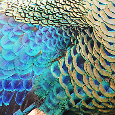 포토 JPG 해외이미지 동물 디자인 야생동물 백그라운드 패턴 자연 조류 추상 사람없음 초록색 파란색 컬러풀 공작 깃털 묘사 질감 꼬리 내추럴 해외202004 해외포토 컬러 무늬 생태계 파일형식 이미지허브