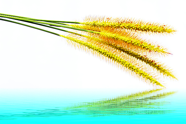 포토 JPG 해외이미지 식물 계절 백그라운드 밭 자연 건강 파노라마 잔디 사람없음 가로 초록색 여름 농장 환경 정원 봄 성장 흰색 신선 칼날 내추럴 고립 해외202004 해외포토 컬러 농업 촬영기법 생태계 파일형식 이미지허브