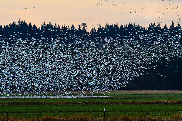 포토 JPG 해외이미지 야생동물 조류 풍경 사람없음 서식지 철새 워싱턴 해외202004 해외포토 동물 미국 파일형식 이미지허브