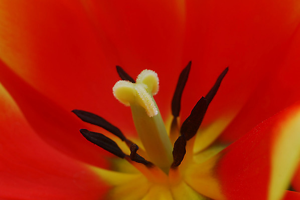 포토 JPG 해외이미지 식물 꽃 자연 사람없음 빨간색 노란색 정원 봄 튤립 원예 향기 해외202004 해외포토 계절 컬러 취미 생태계 냄새 파일형식 이미지허브